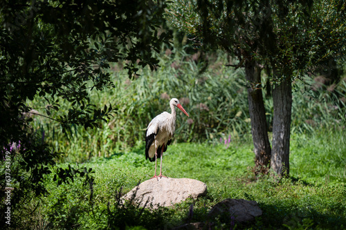 Cigogne blanche en Alsace