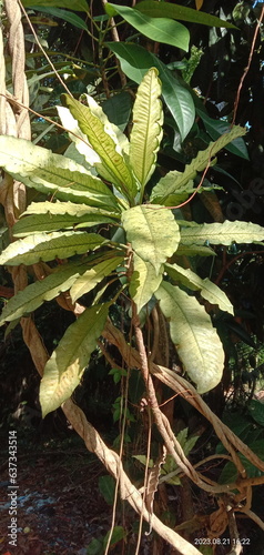 plant in the garden