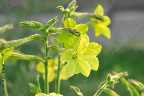 Nicotiana sanderae Lime Flower growing in the Garden. Fragrant Nicotiana alata Blooming. Jasmine  sweet  winged tobacco  tanbaku Persian Blossoming. Limelight color. Nicotiana tabacum green flowers