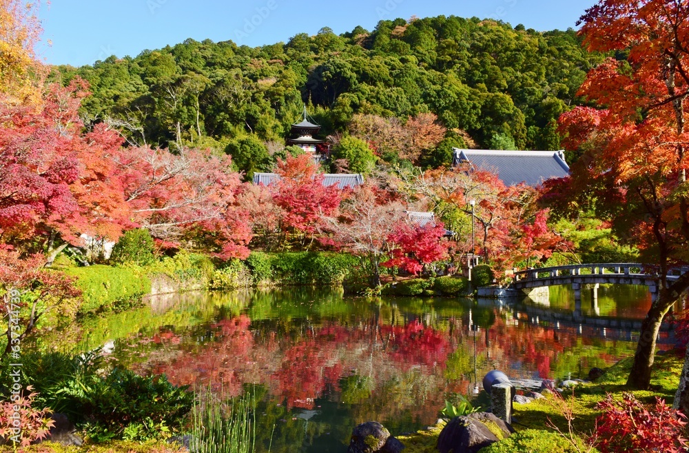 Fototapeta premium 秋の京都・紅葉の永観堂