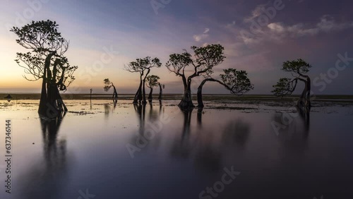The dancing mangrove tree at Sumba Island, Indonesia during sunset