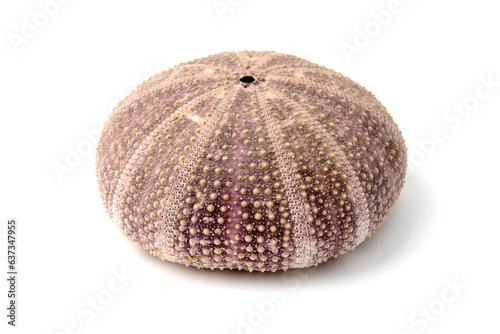 Test of a sea urchin