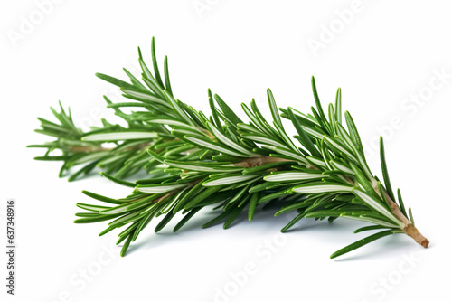 a branch of rosemary on a white background