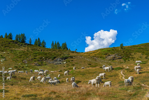 Fototapeta Naklejka Na Ścianę i Meble -  Il lago nero di Rocca la Meja, in alta Valle Maira, nel sud del Piemonte