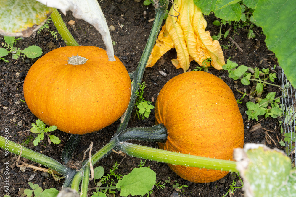 Obraz premium Young orange healthy pumpkins growing in the kitchen garden outside