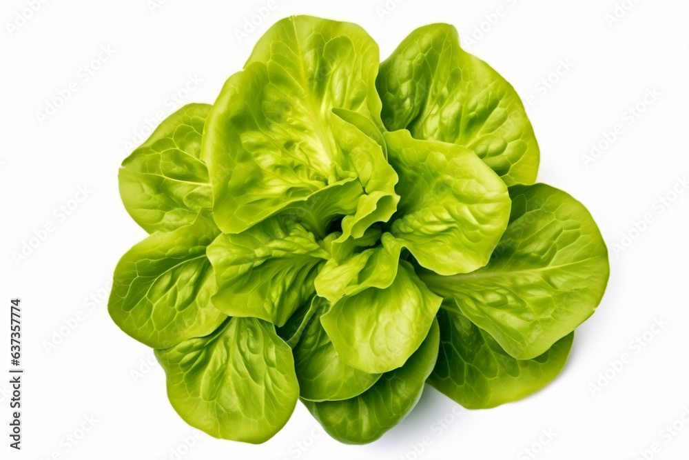 a close up of a lettuce plant on a white surface a close up of a lettuce plant on a white surface