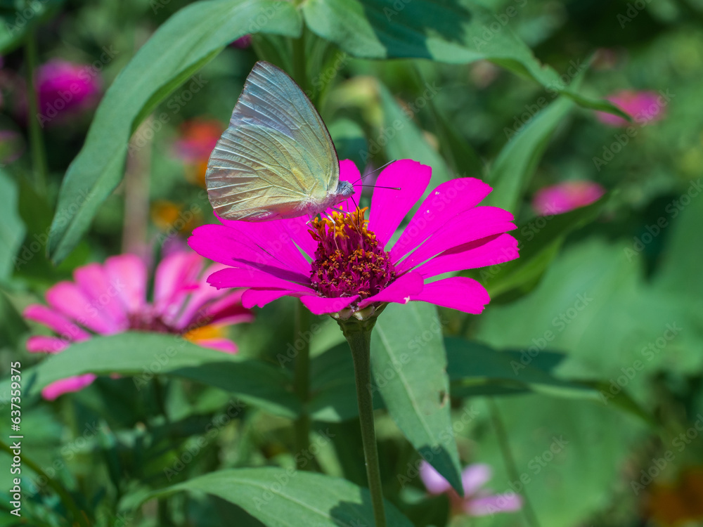 butterflies with pink flower butterflies with pink flower