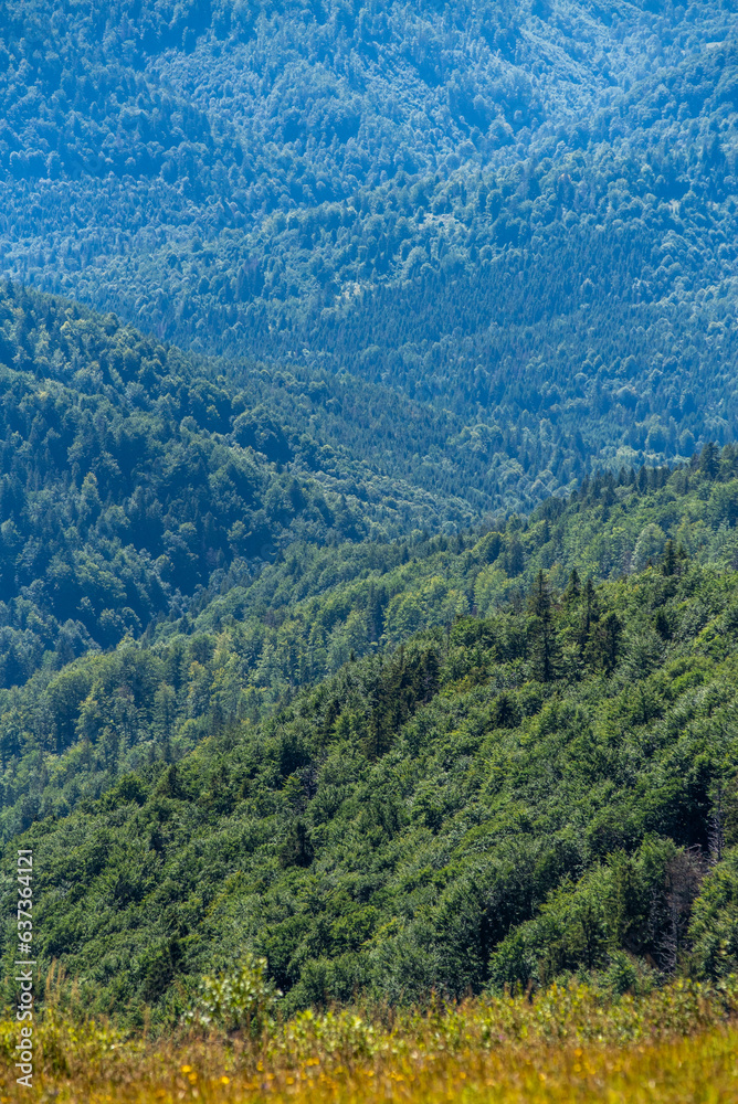 Coniferous forest in the summer mountains