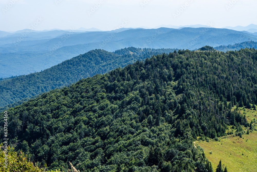 Fototapeta premium Coniferous forest in the summer mountains