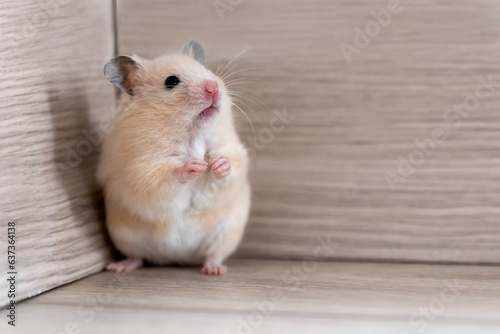 Hamster standing on its hind legs. Hamster hid in the corner