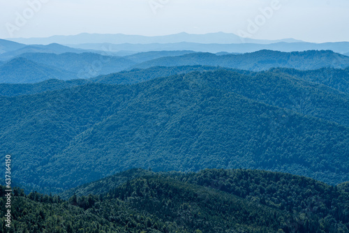 Coniferous forest in the summer mountains