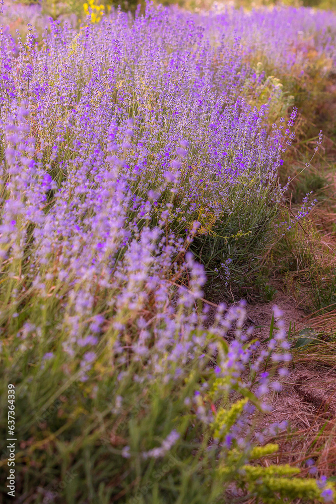 Lavender purple flowers row close-up, summer field