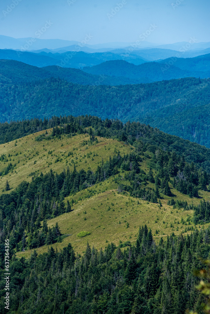 Fototapeta premium Coniferous forest in the summer mountains