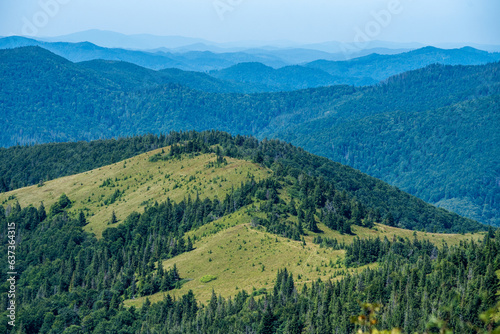Coniferous forest in the summer mountains