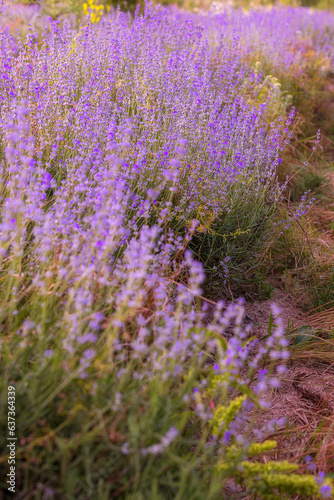 Lavender purple flowers row close-up  summer field