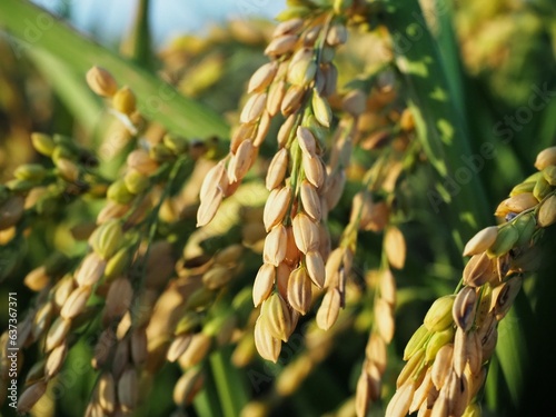 Close up of rice grains growing in a paddy field 