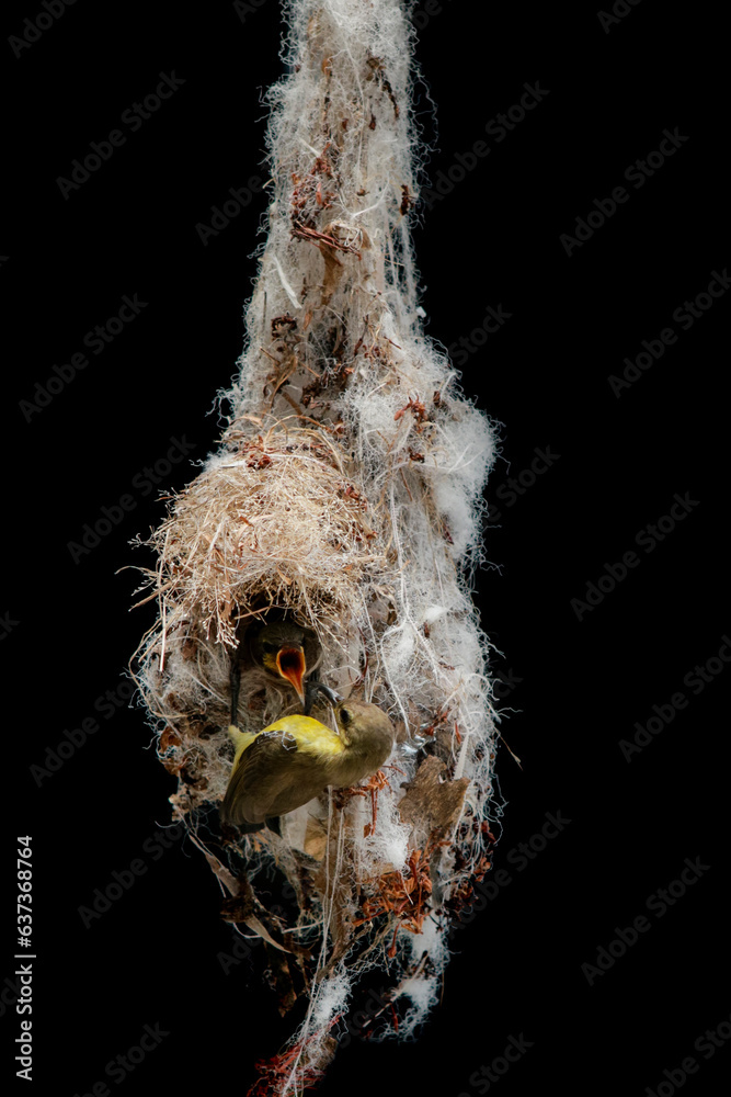olive back sunbird approach for landing to hanging nest against black background