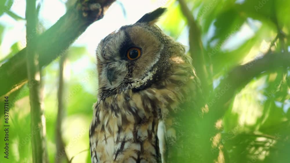 Close up detail of long eared owl (Asio otus) gazing bizarrely around from dense branch deep in crown. Wildlife dark tranquil portrait footage of bird head in detail in natural habitat background. Close up detail of long eared owl (Asio otus) gazing bizarrely around from dense branch deep in crown. Wildlife dark tranquil portrait footage of bird head in detail in natural habitat background.