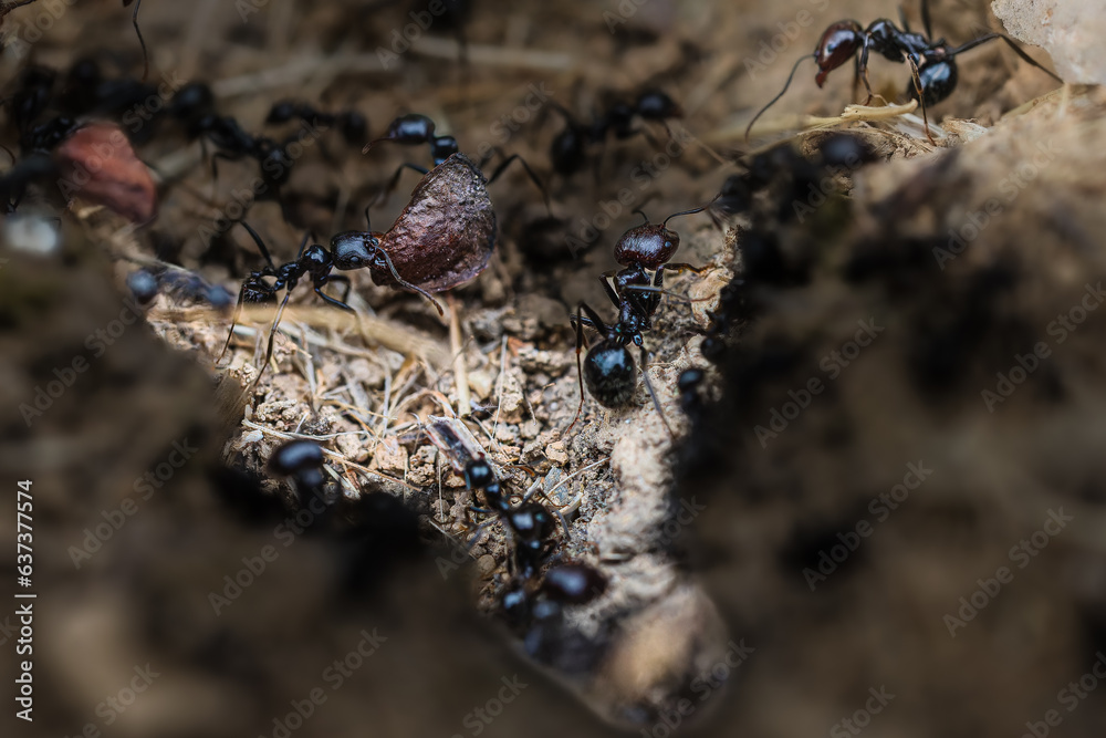 ants bustling at the entrance of an anthill ants bustling at the entrance of an anthill