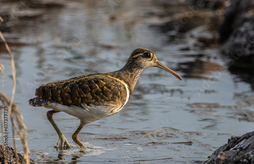 greater painted-snipe on the ground close up shot ( Animal portrait ). photo