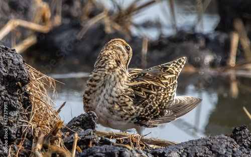 Pintail Snipe on the ground animal portrait. photo