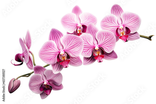 Beautiful and photorealistic  pink flower blossom on transparent background. Bloom  plant. PNG. Close-up view. Cut out element. Generative AI.