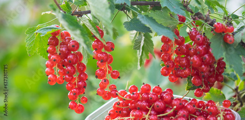 against the background of green leaves, a red berry is ripening on a currant bush