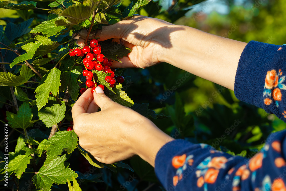 a farmer holding a bunch of red currants.