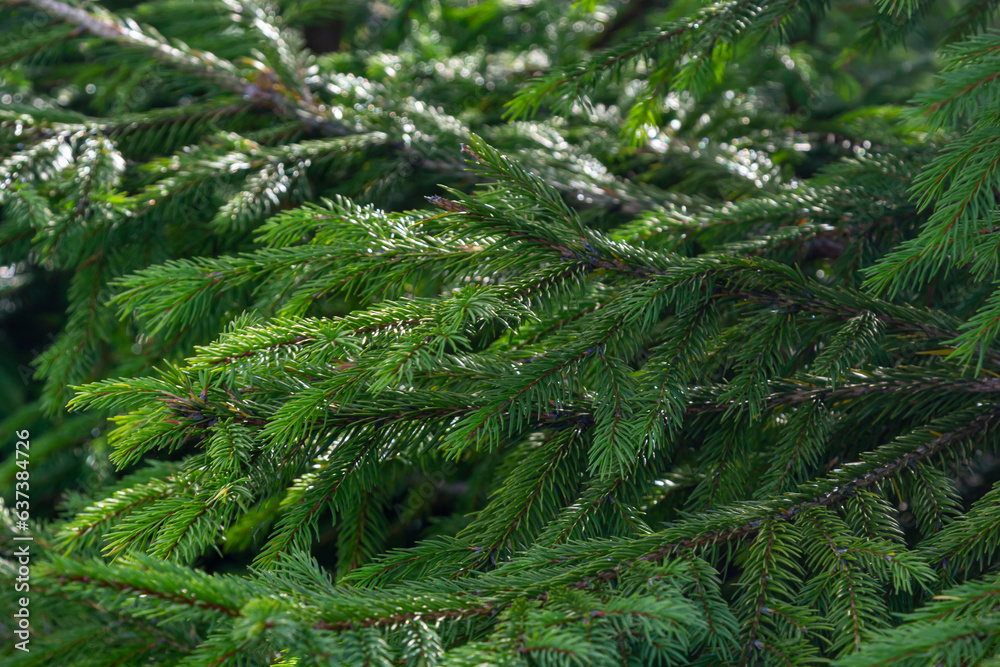 Green spruce branches as a textured background. Green spruce, white spruce or Colorado blue spruce