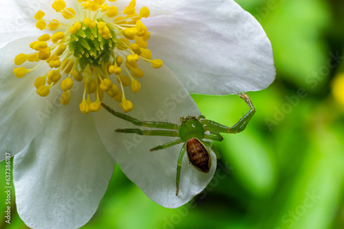 The Green Crab Spider, Diaea dorsata, hunts for prey on a white wood anemone flower photo