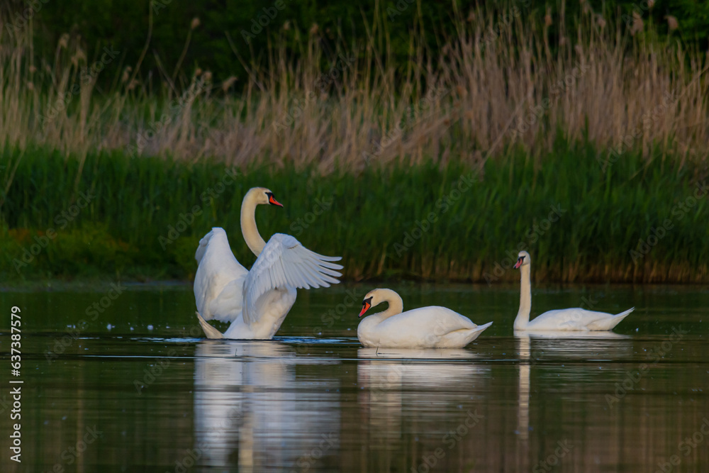 The mute swan Cygnus olor on the water of a small river. A beautiful white bird The mute swan Cygnus olor on the water of a small river. A beautiful white bird