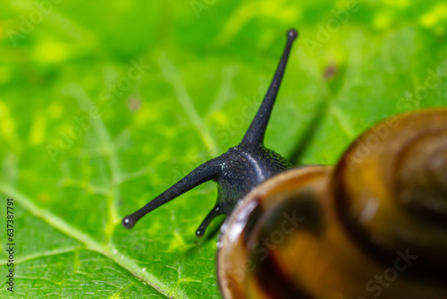 Oxychilus alliarius , commonly known as the garlic snail or garlic glass-snail photo