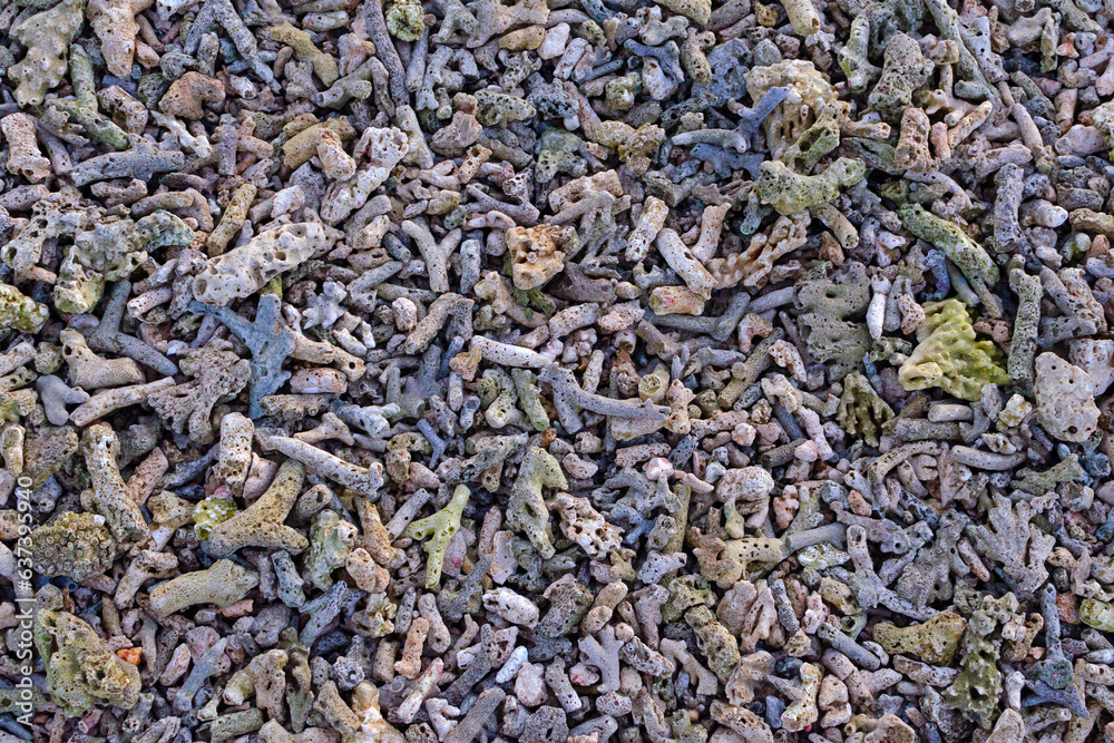 Dead coral fragments lying on a beach, coral reefs on the beach, Beach surface background, Beach texture, Rocky beach Dead coral fragments lying on a beach, coral reefs on the beach, Beach surface background, Beach texture, Rocky beach