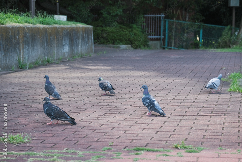 Fototapeta premium 公園に集まる鳩