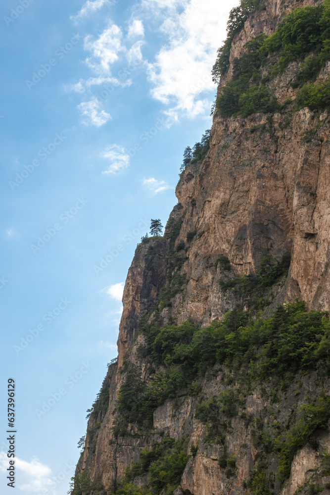 A sheer cliff on which trees grow A sheer cliff on which trees grow
