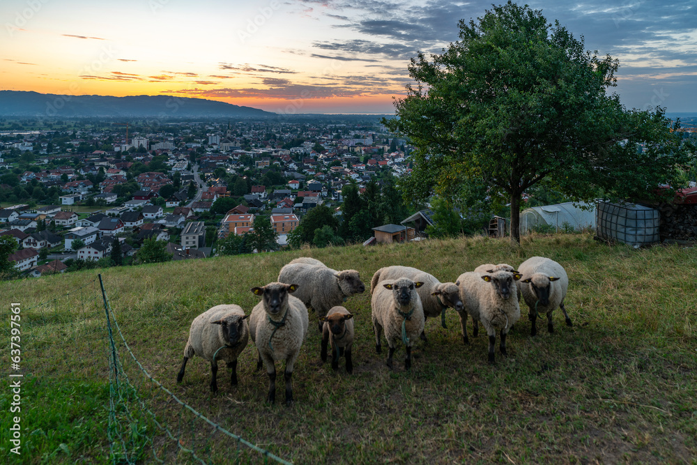 weisse Schafe mit schwarzem Gesicht auf einer Bergwiese, bei Sonnenuntergang über dem Rheintal mit Blick auf Dornbirn und die Schweizer Berge