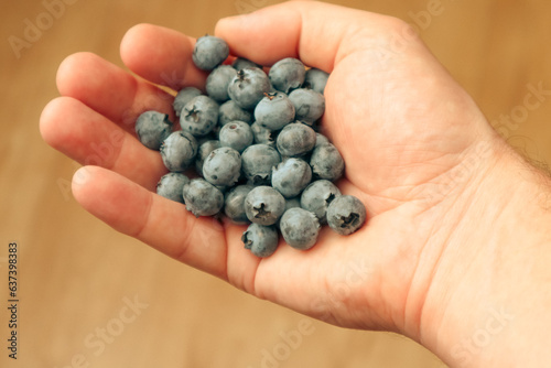Hand Holding Blueberries. Picking and taste blueberries on a organic farm. Healthy berry organic food antioxidant vitamin blue food