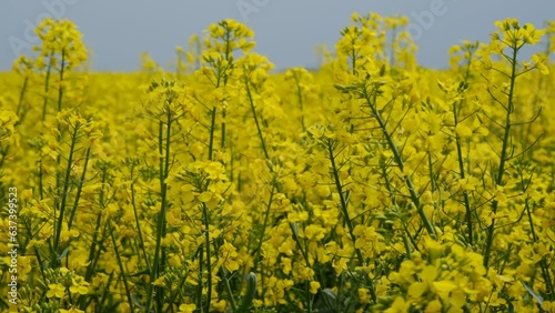 Yellow rape blossoms swaying in the wind.