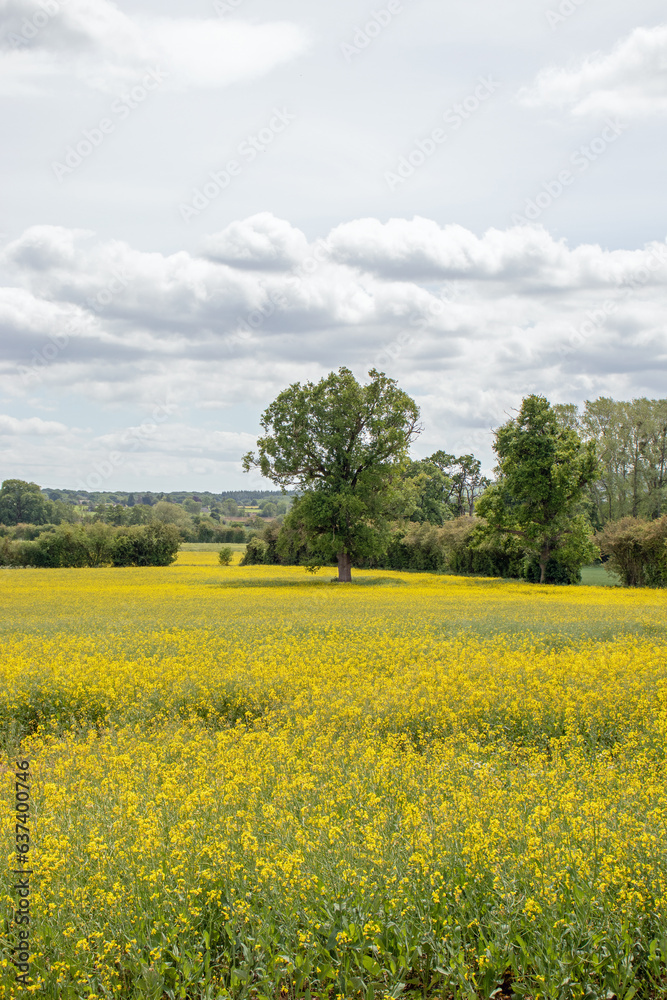 Summertime canola in the fields