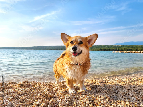 Pembroke welsh corgi playing and enjoying day at the beach on the island Pag, Croatia, Europe. background, copy space