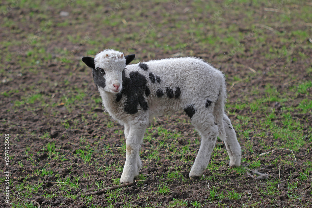 The baby sheep playing in the green field The baby sheep playing in the green field