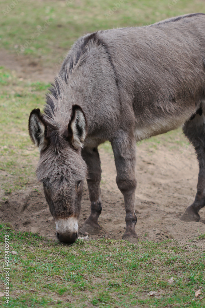 The brown grey donkey in the field The brown grey donkey in the field