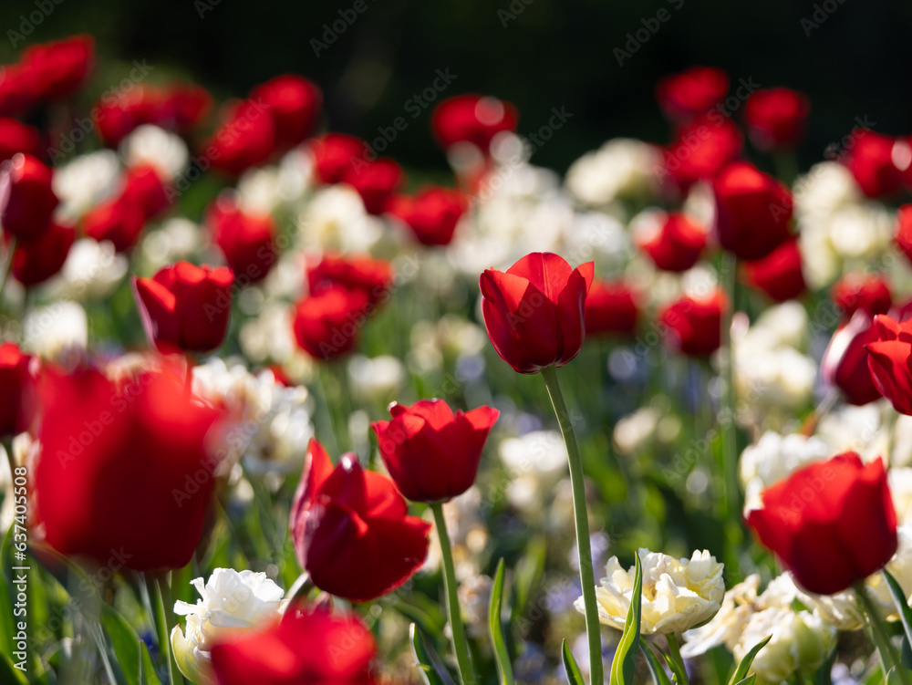 Obraz premium spring time with its beautiful tulips on a sunny day