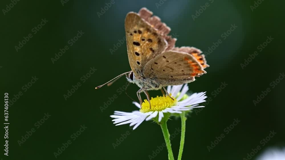 butterfly parked on the flower stalk in the sunny morning in the garden butterfly parked on the flower stalk in the sunny morning in the garden