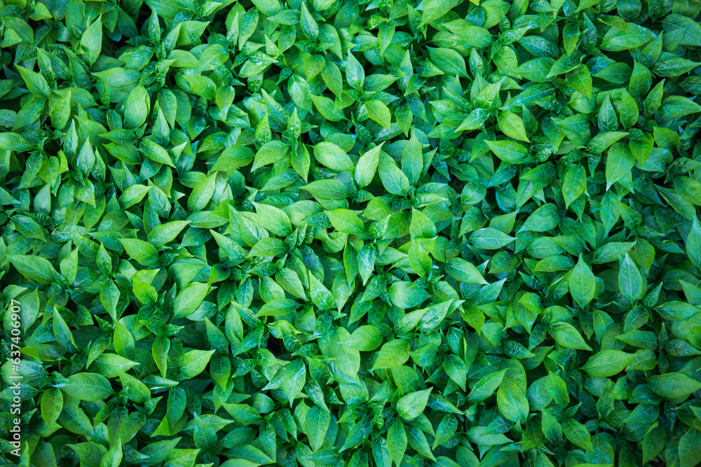 Fototapeta premium Background chilli saplings grown on the farm.