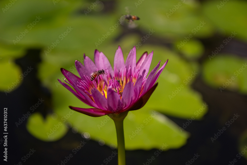 Pink or purple lotus flower in pot with bee, lotus flower, pink waterlily Pink or purple lotus flower in pot with bee, lotus flower, pink waterlily
