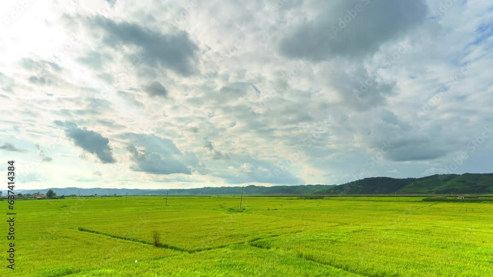 Rice planted on a large scale in August in Northeast China