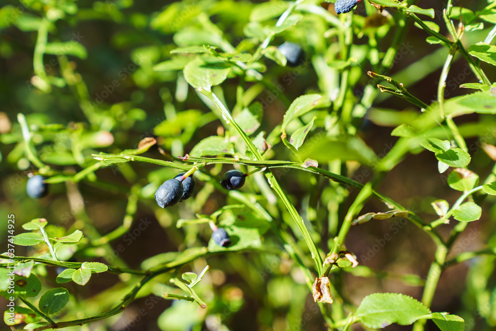 Bush with wild blueberries in sunlight Bush with wild blueberries in sunlight