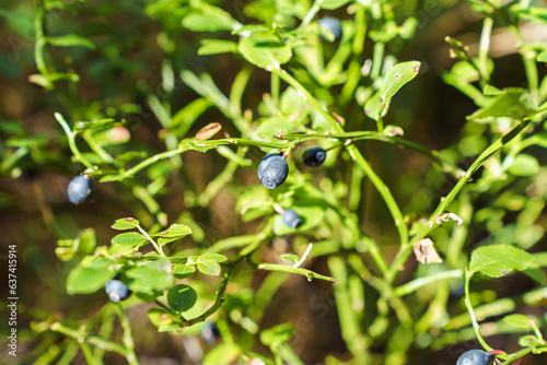 Ripe wild wild blueberries grow in their natural environment in the forest photo