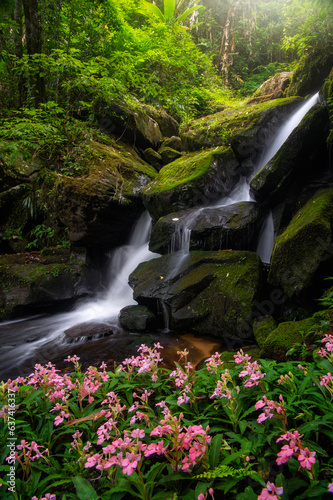 Romklao Paradorn  Waterfalls with a pink flower foreground in Rain Forest at Phu Hin Rong Kla National Park ,Phitsanulok, Thailand. photo